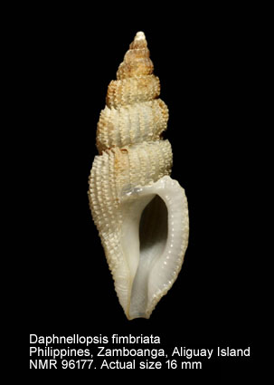 Daphnellopsis fimbriata.jpg - Daphnellopsis fimbriata (Hinds,1843)